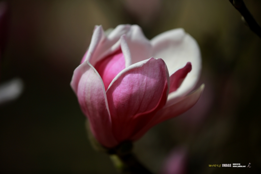 1G8A3569a.jpg