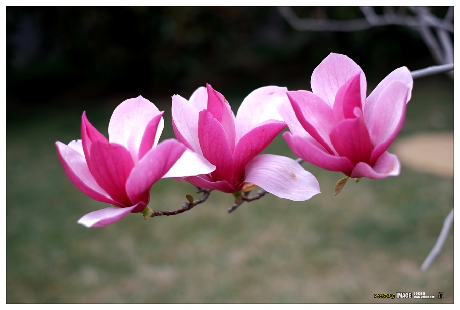 DSCF7223a.jpg