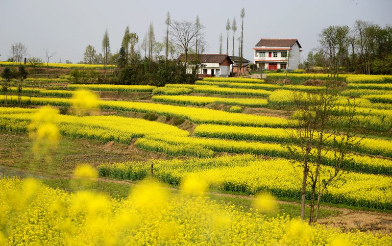 南郑油菜花.JPG