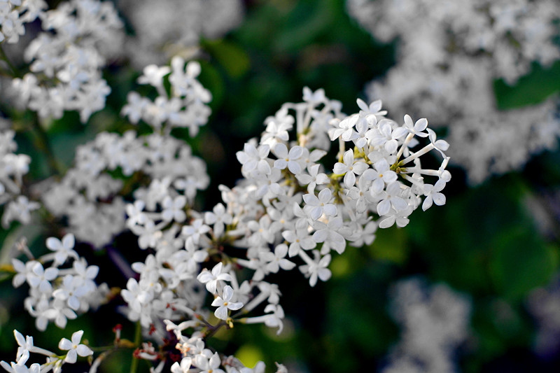 DSC_0507副本_副本.jpg