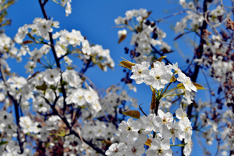 DSC_0496副本_副本.jpg