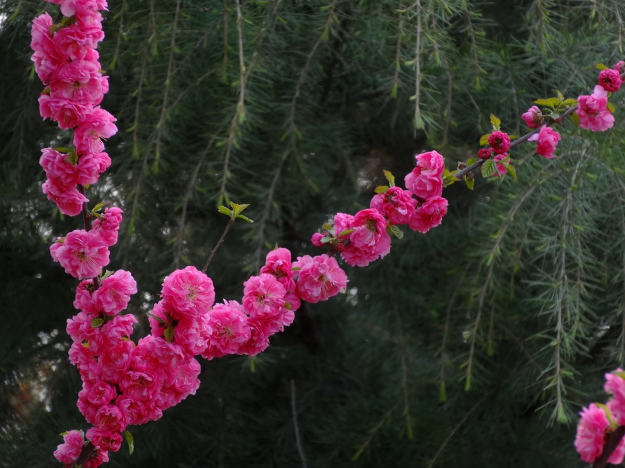 DSC00317A_调整大小.jpg