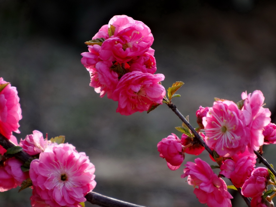 DSC00396A_调整大小.jpg