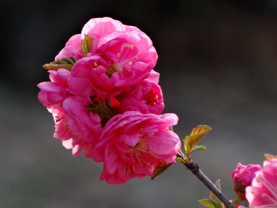 DSC00395A_调整大小.jpg