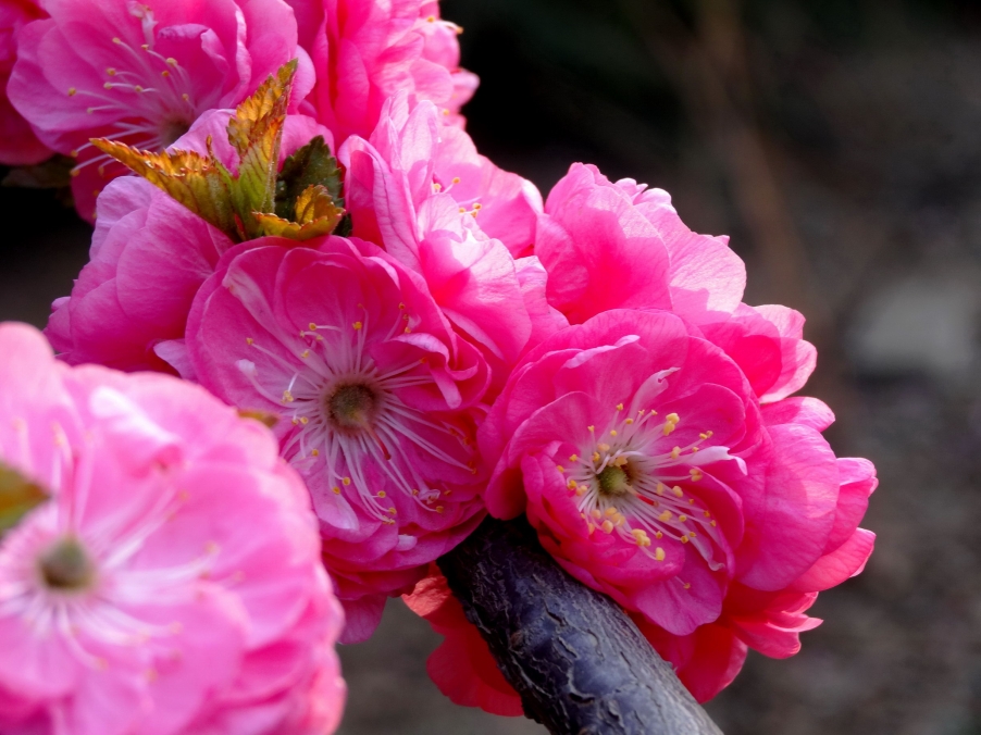 DSC00417A_调整大小.jpg