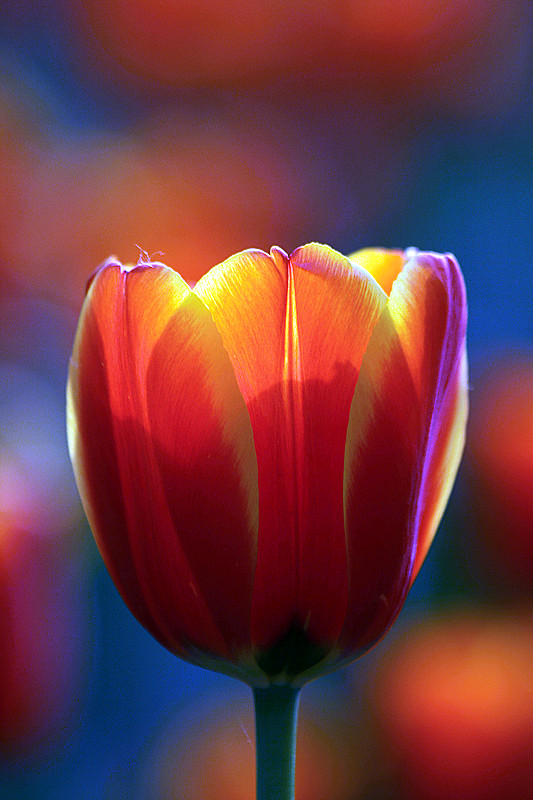 郁金香 049_副本.jpg