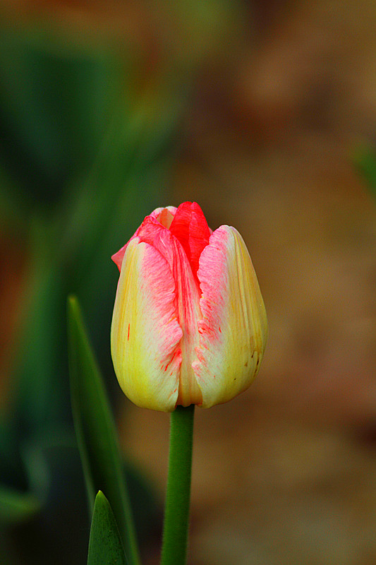 郁金香 055_副本.jpg