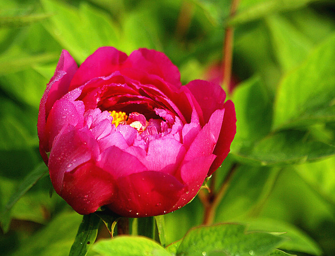 牡丹 002_副本.jpg