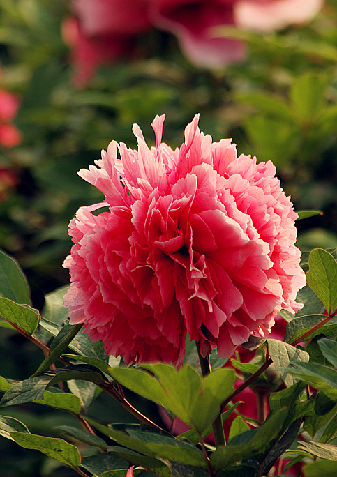 牡丹 039_副本.jpg