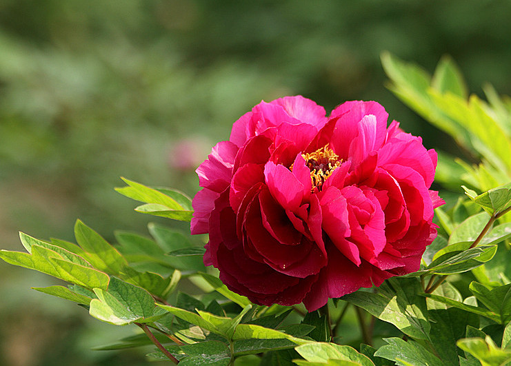 牡丹 053_副本_副本.jpg