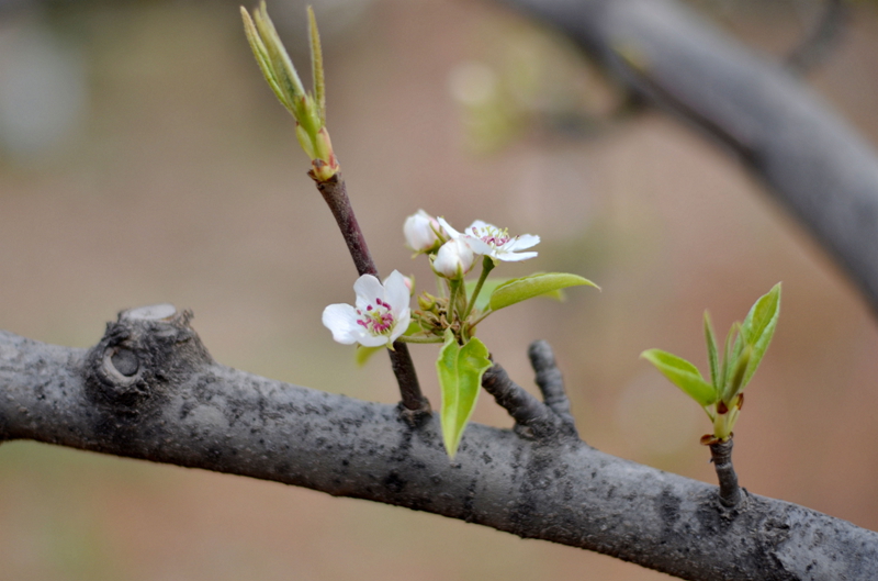 DSC_2384.JPG