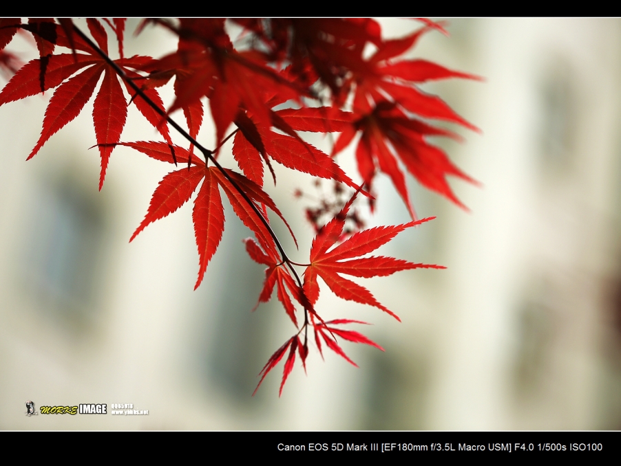 1G8A5426a.jpg