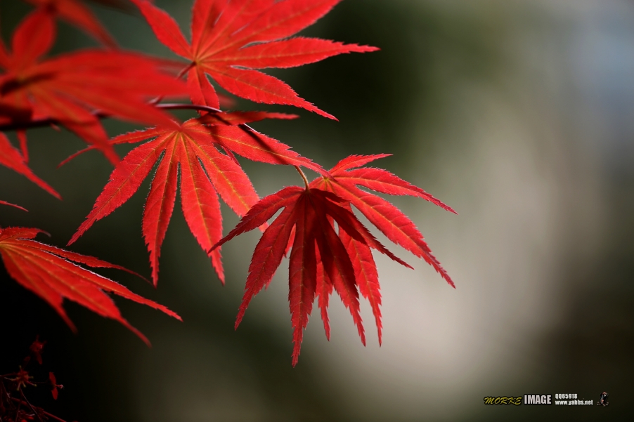 1G8A5430a.jpg