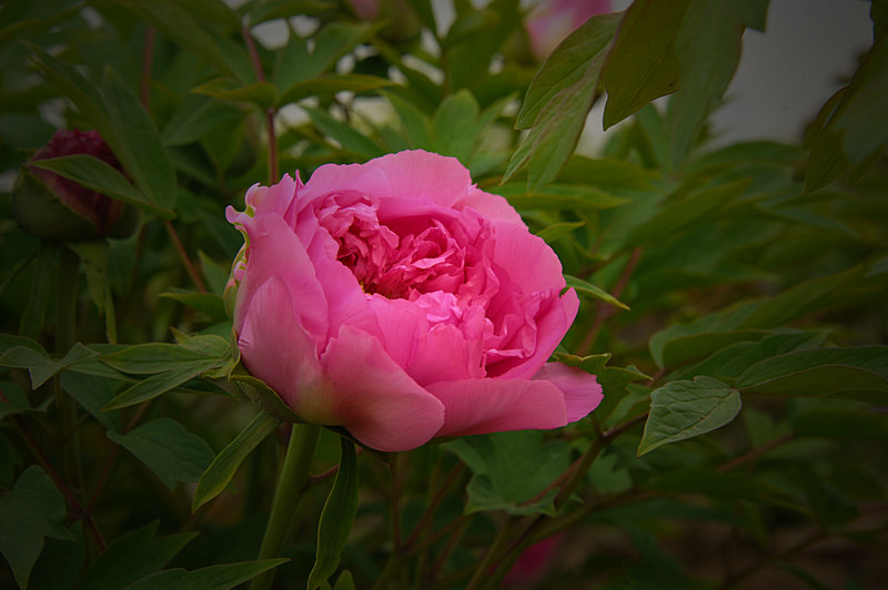 DSC_5936_HZP.jpg