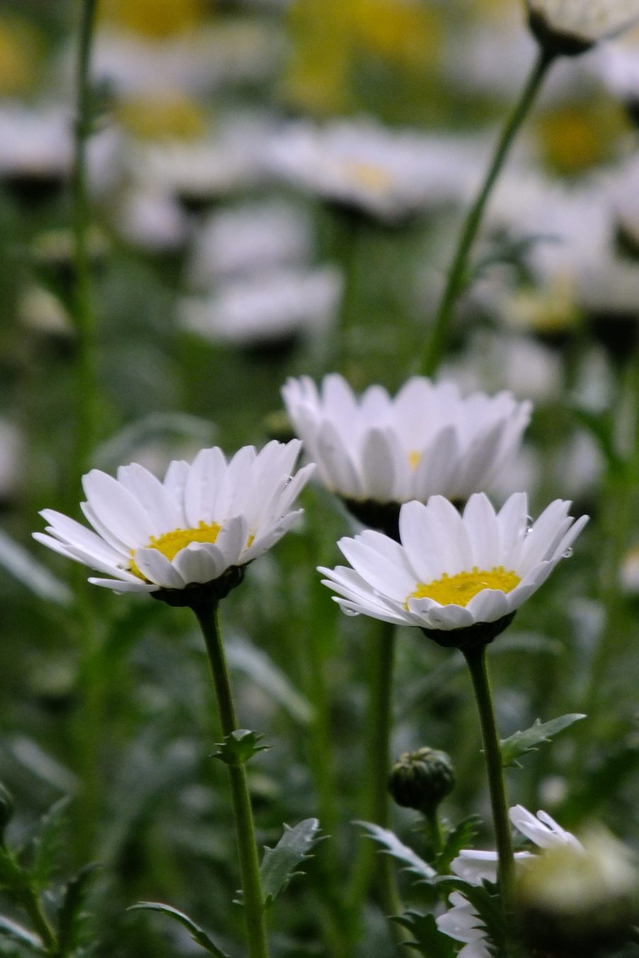 DSCF4467.JPG