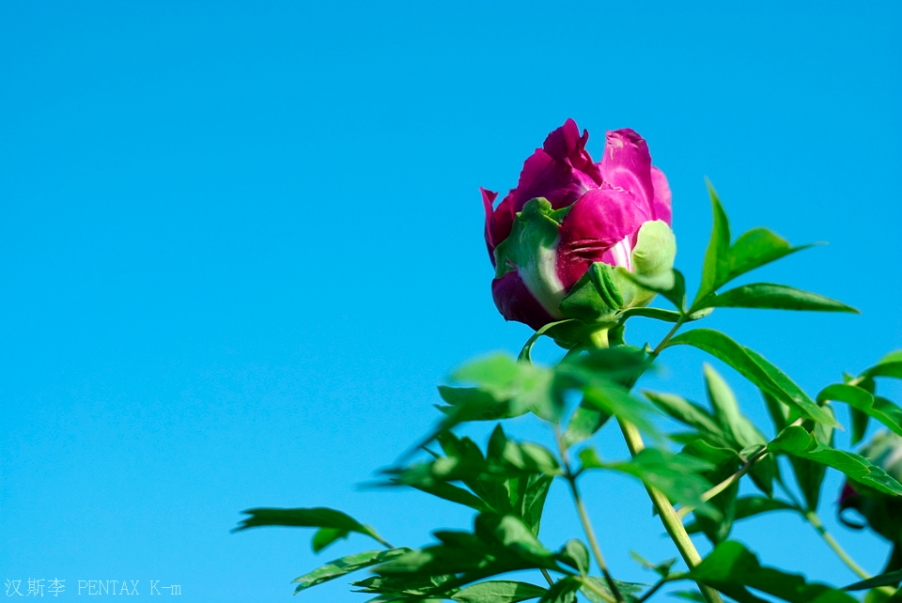 IMGP3443.jpg