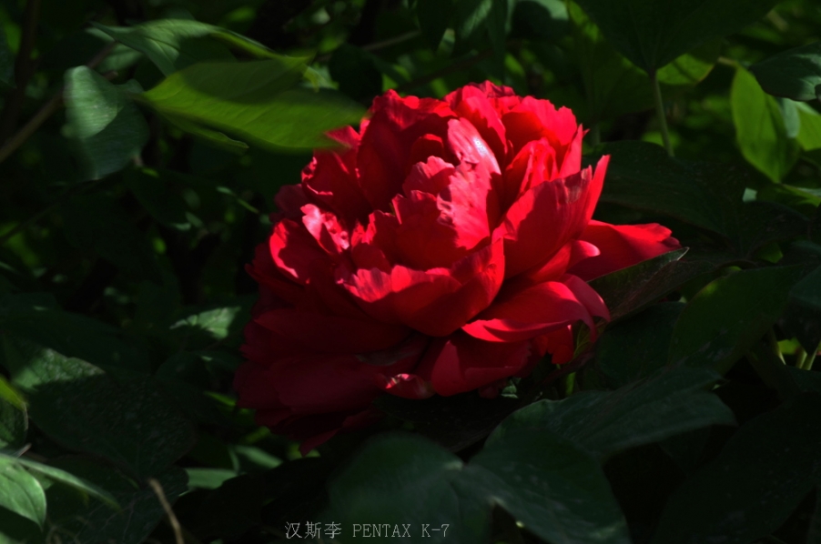 IMGP2044.jpg