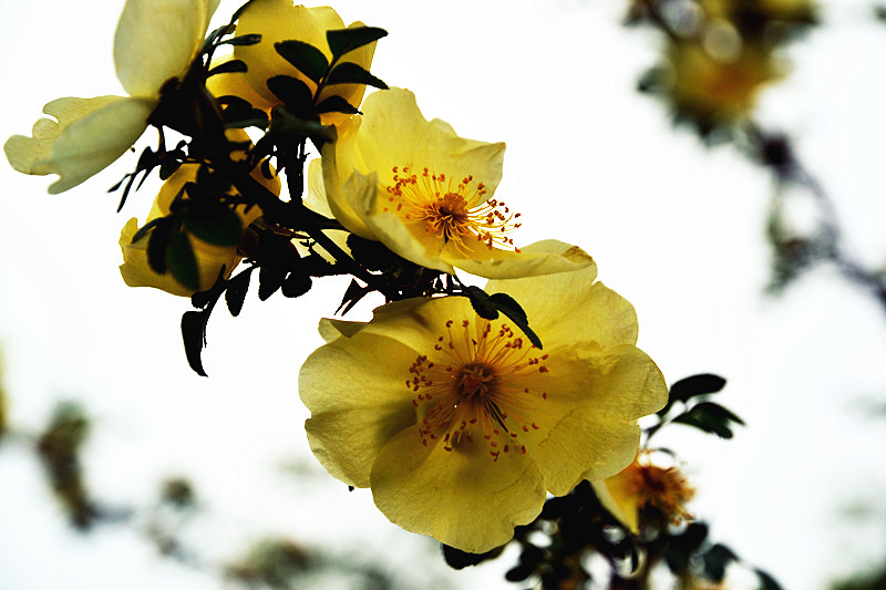 DSC_2589_副本.jpg