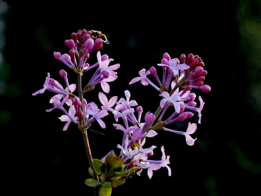 DSC00386A_调整大小.jpg