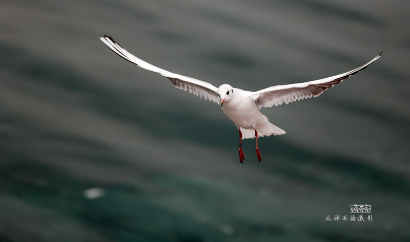 海鸥之羽.jpg