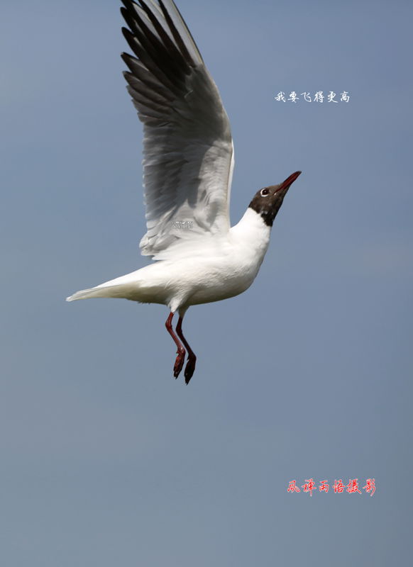 鸥之歌004.jpg