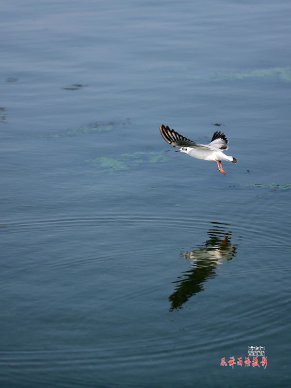 鸥之歌-独自飞行.jpg