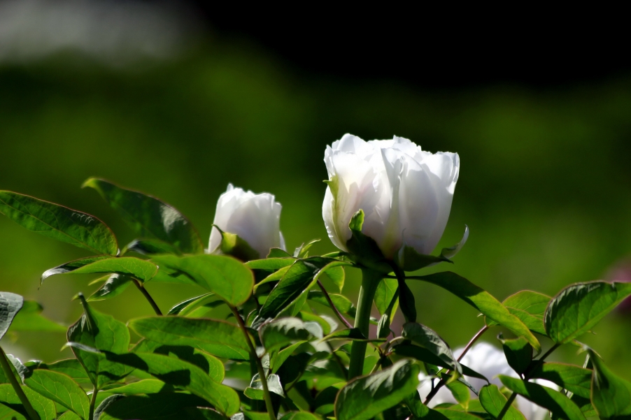 _MG_9008AA.jpg
