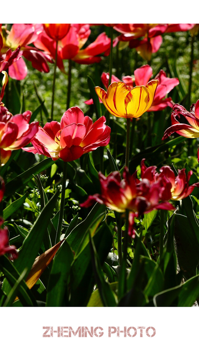 郁金香018.jpg