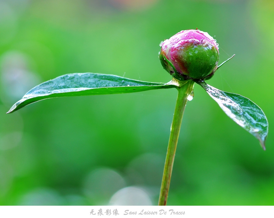 DSC_0808.jpg