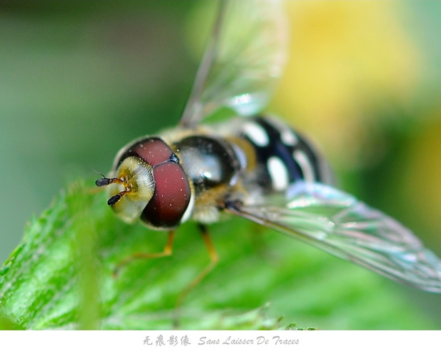 DSC_0489.jpg