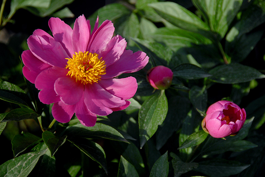 芍药 花 (6).jpg