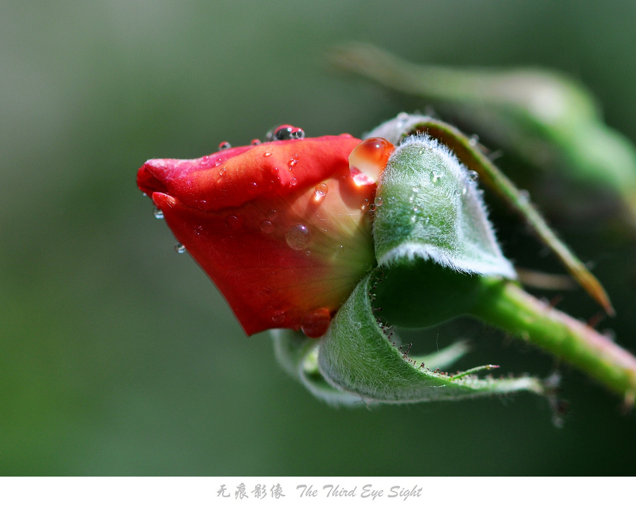 DSC_0872.jpg
