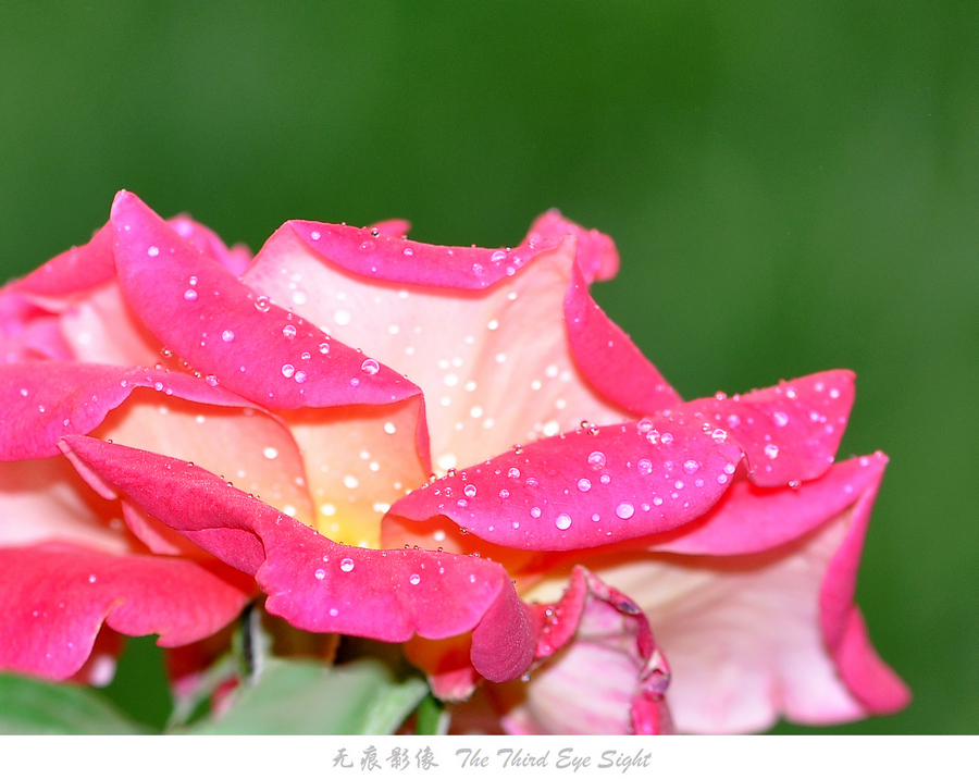 DSC_0878.jpg