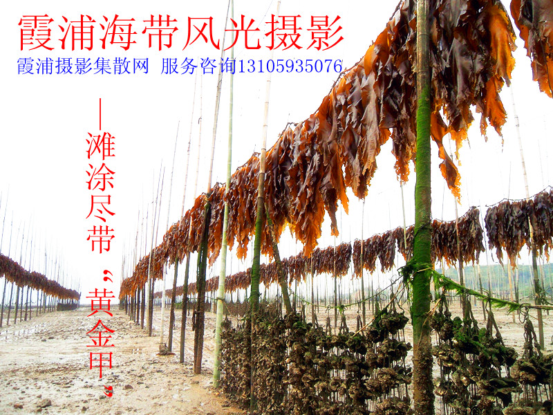 海带摄影召集.jpg