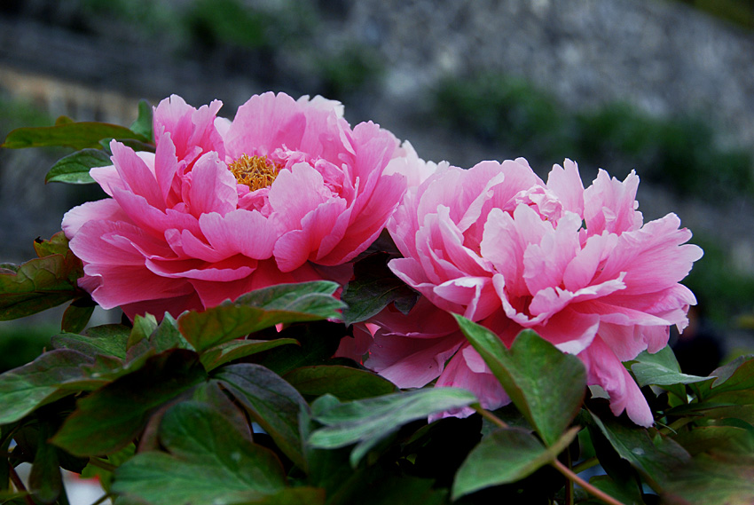 阿古泉牡丹 苑 (1).jpg