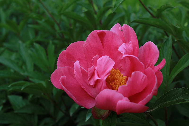 IMG_4680_副本.jpg
