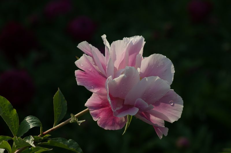DSC02631.JPG