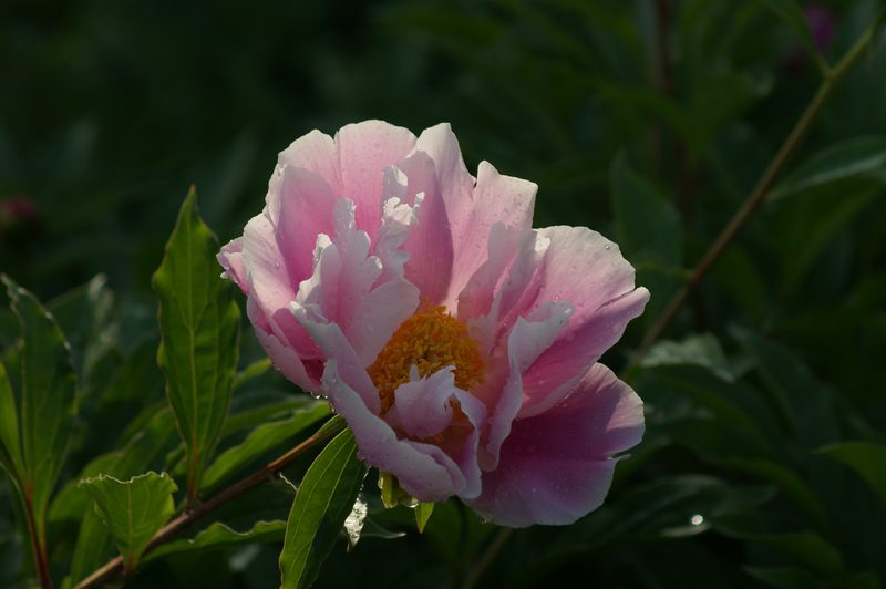 DSC02632.JPG