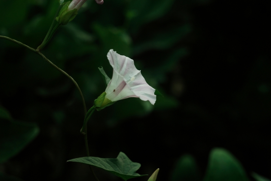 IMGP3784.jpg
