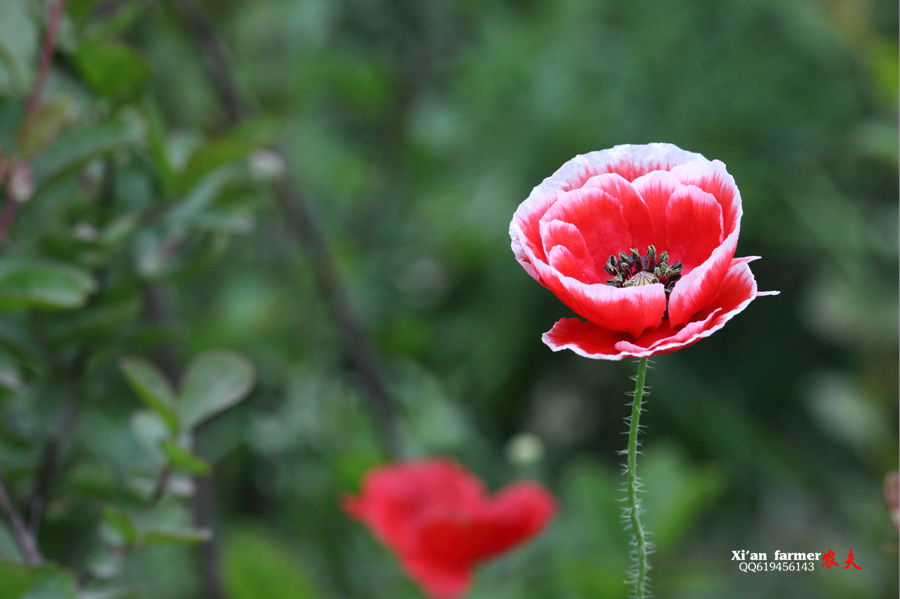 浐灞虞美人 005.JPG