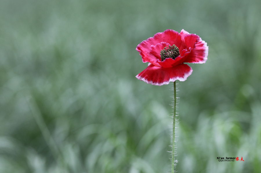 浐灞虞美人 085.JPG