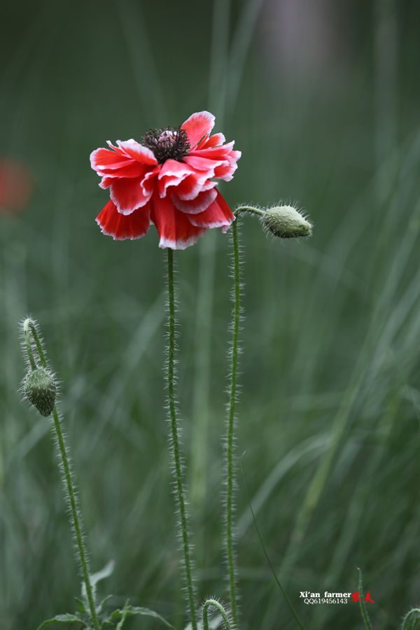 浐灞虞美人 088.JPG