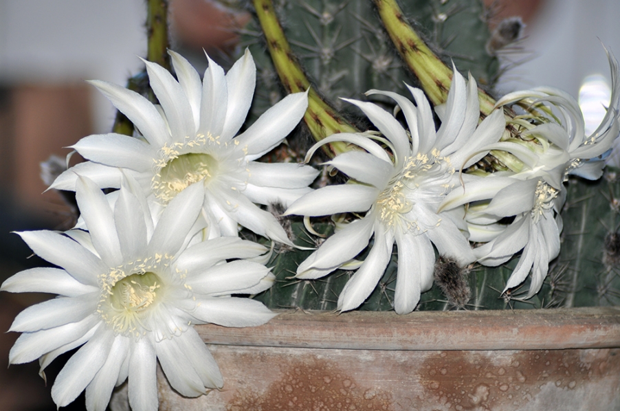 DSC_0624.jpg