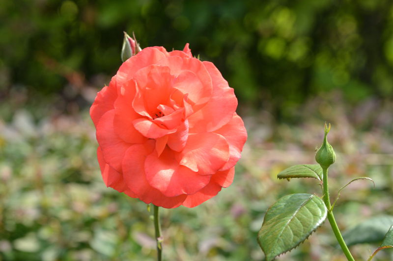 DSC_4778_副本_副本.jpg