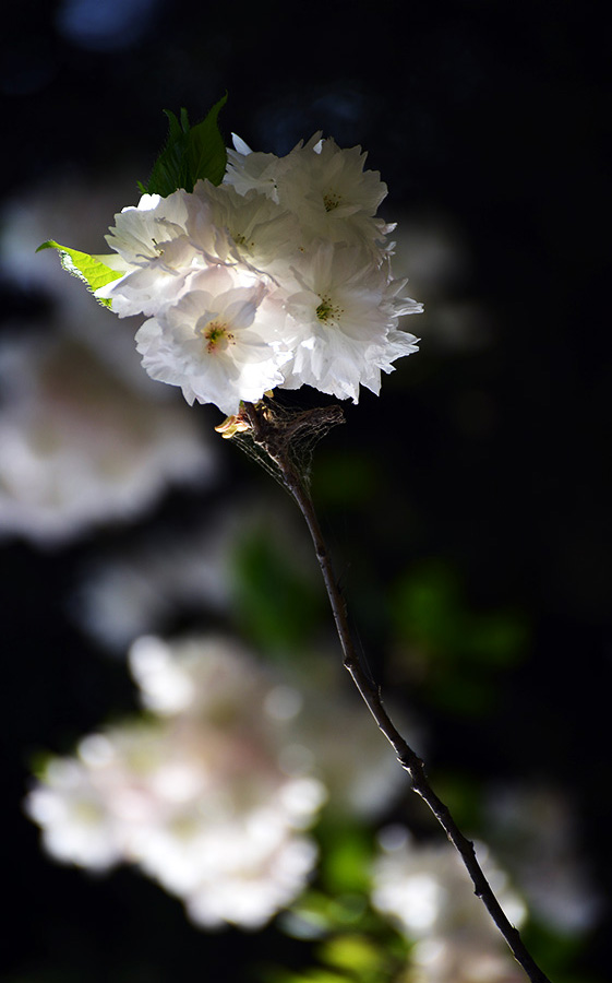 DSC_0548.JPG