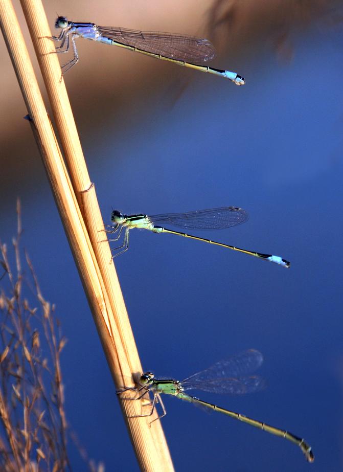 芦苇荡翩翩起舞的小蜻蜓 (4).jpg