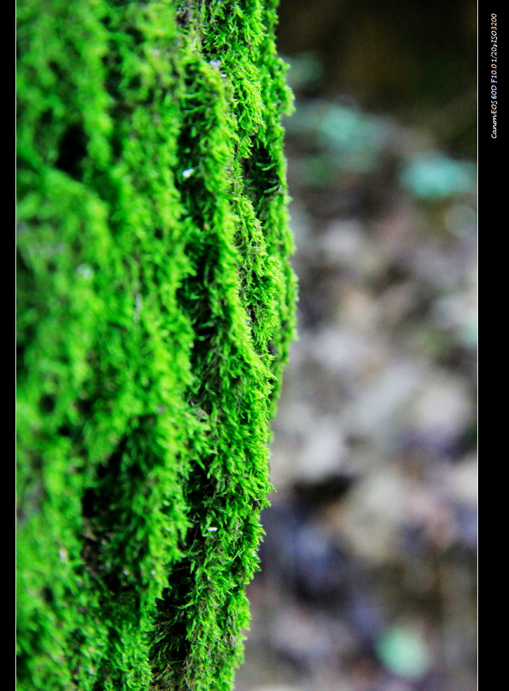 _MG_2400.JPG