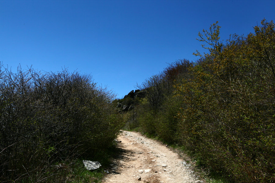 IMG_2635.jpg