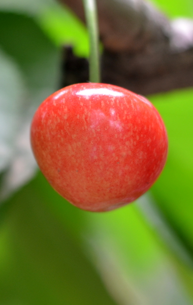 DSC_3176.JPG