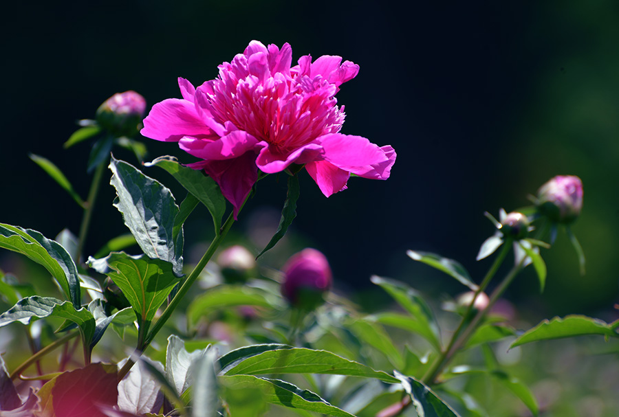 DSC_0805.jpg